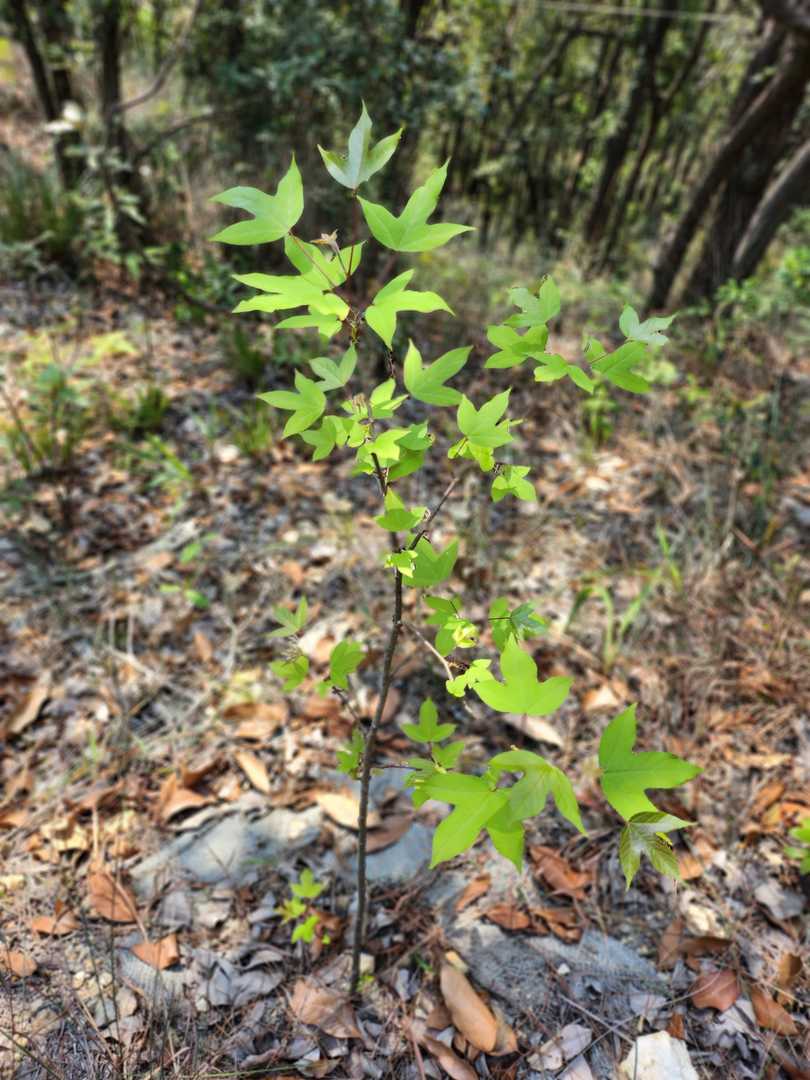 Sweet Gum