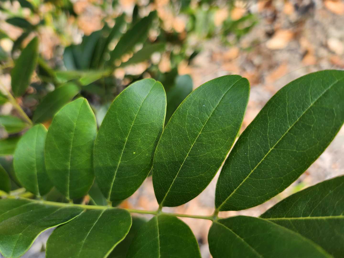 Shrubby Ormosia