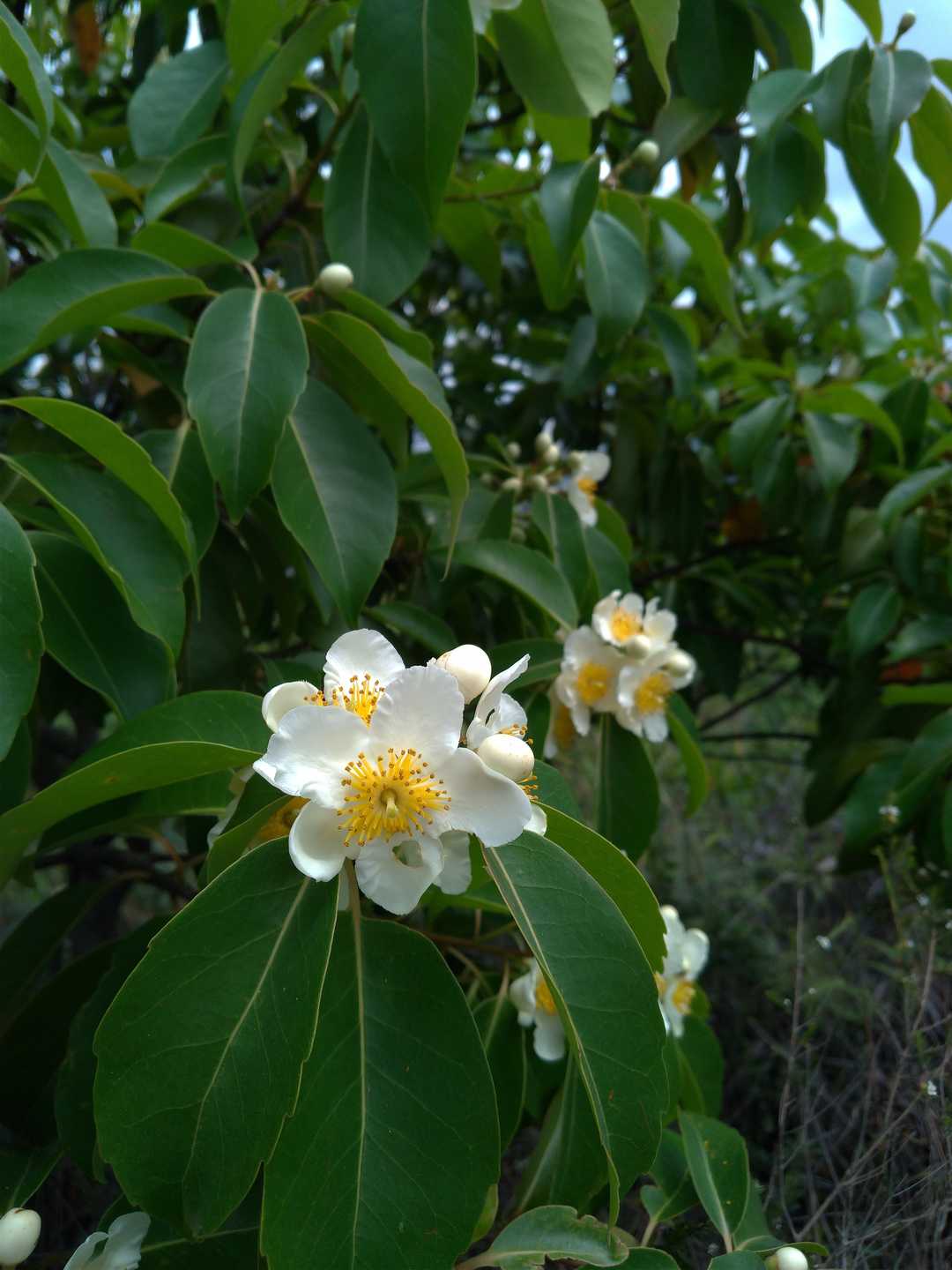 Chinese Gugertree