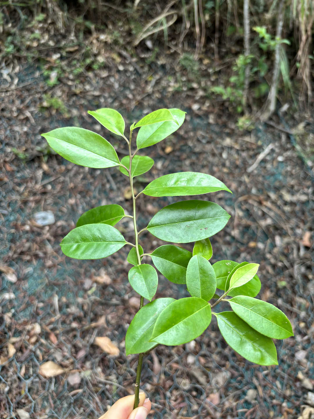 Small-fruited Holly