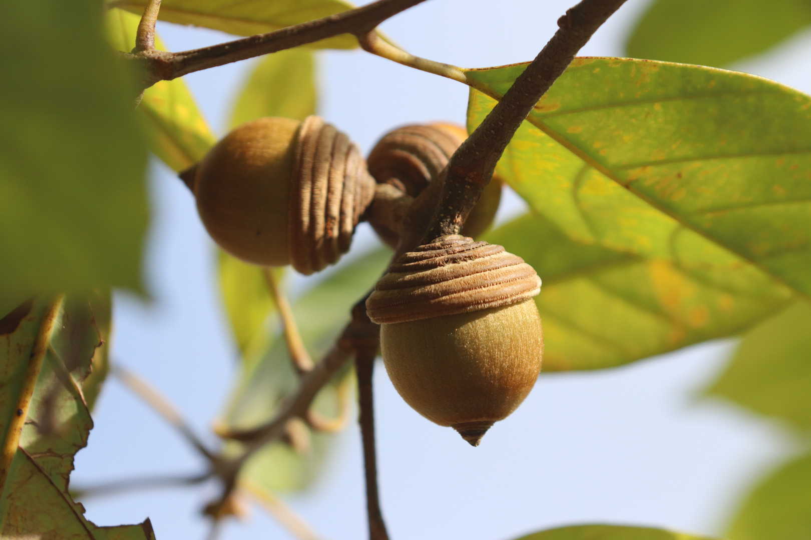 Thick-leaved Oak