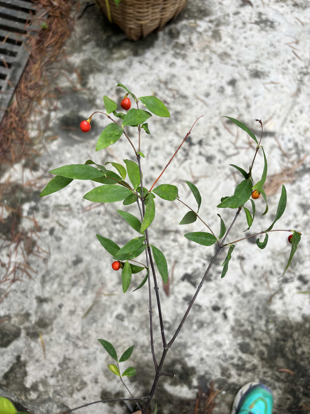 Nodding Wikstroemia