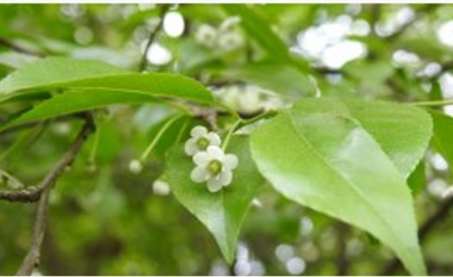 Rough-leaved Holly