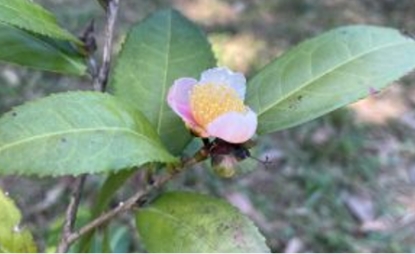 Camellia sinensis