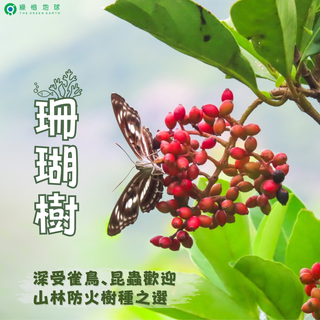 Native Tree Sweet Viburnum(2023/08/25)