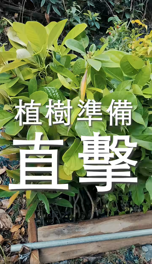 Preparation of Tree Planting (2024/04/29)