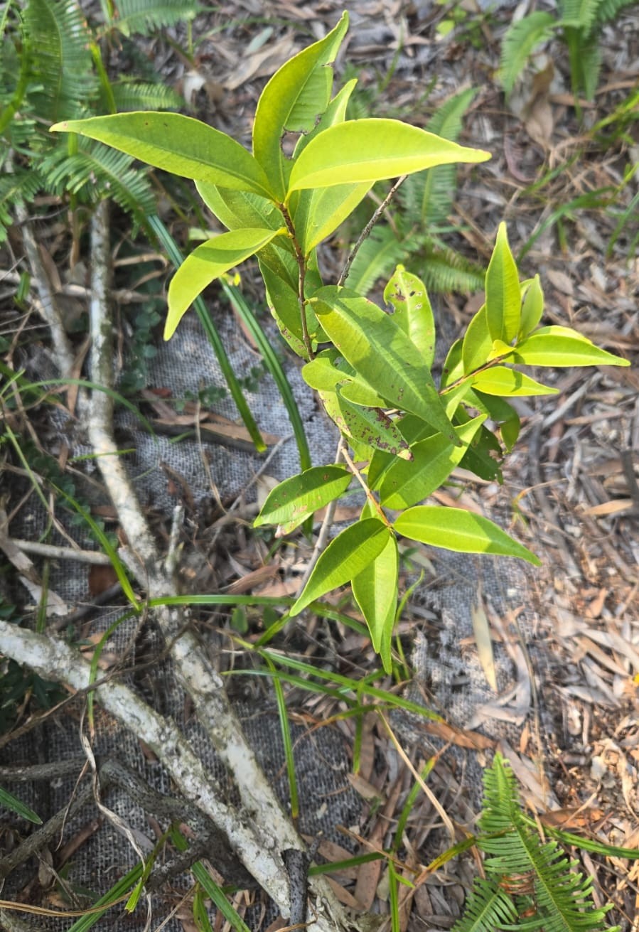 Levine's Syzygium