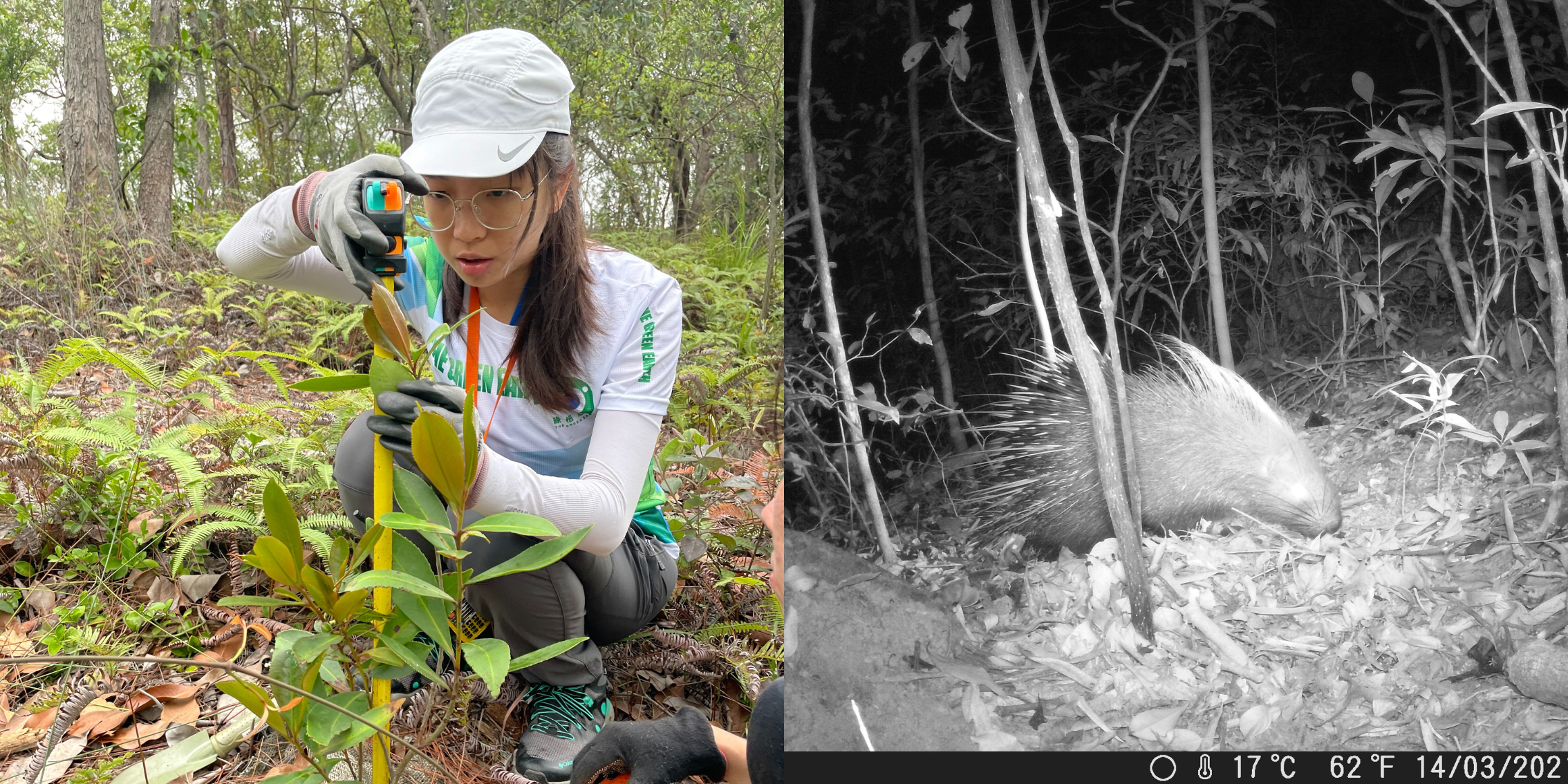 Tree growth check and ecological record