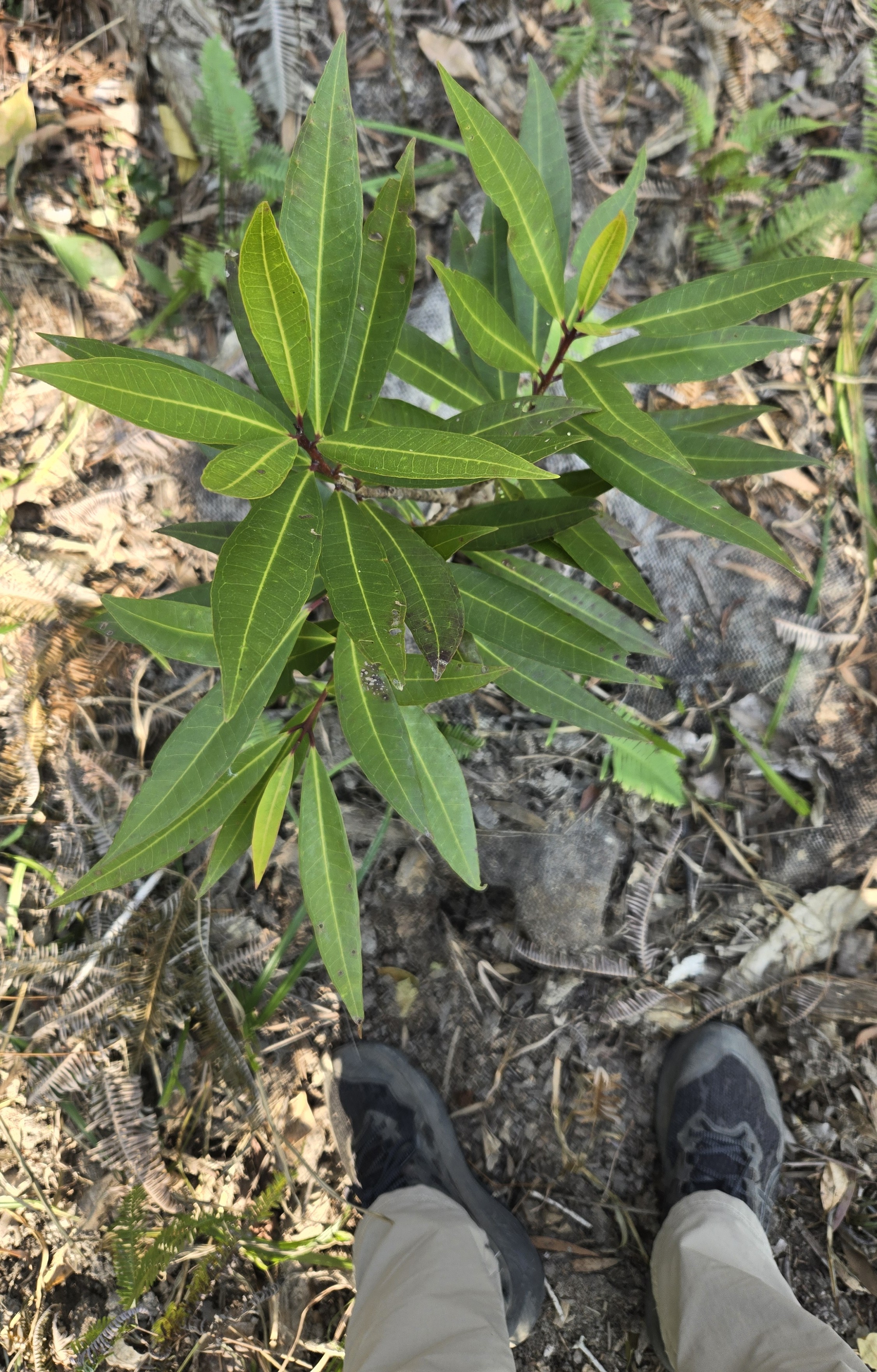 Lidded Cleistocalyx