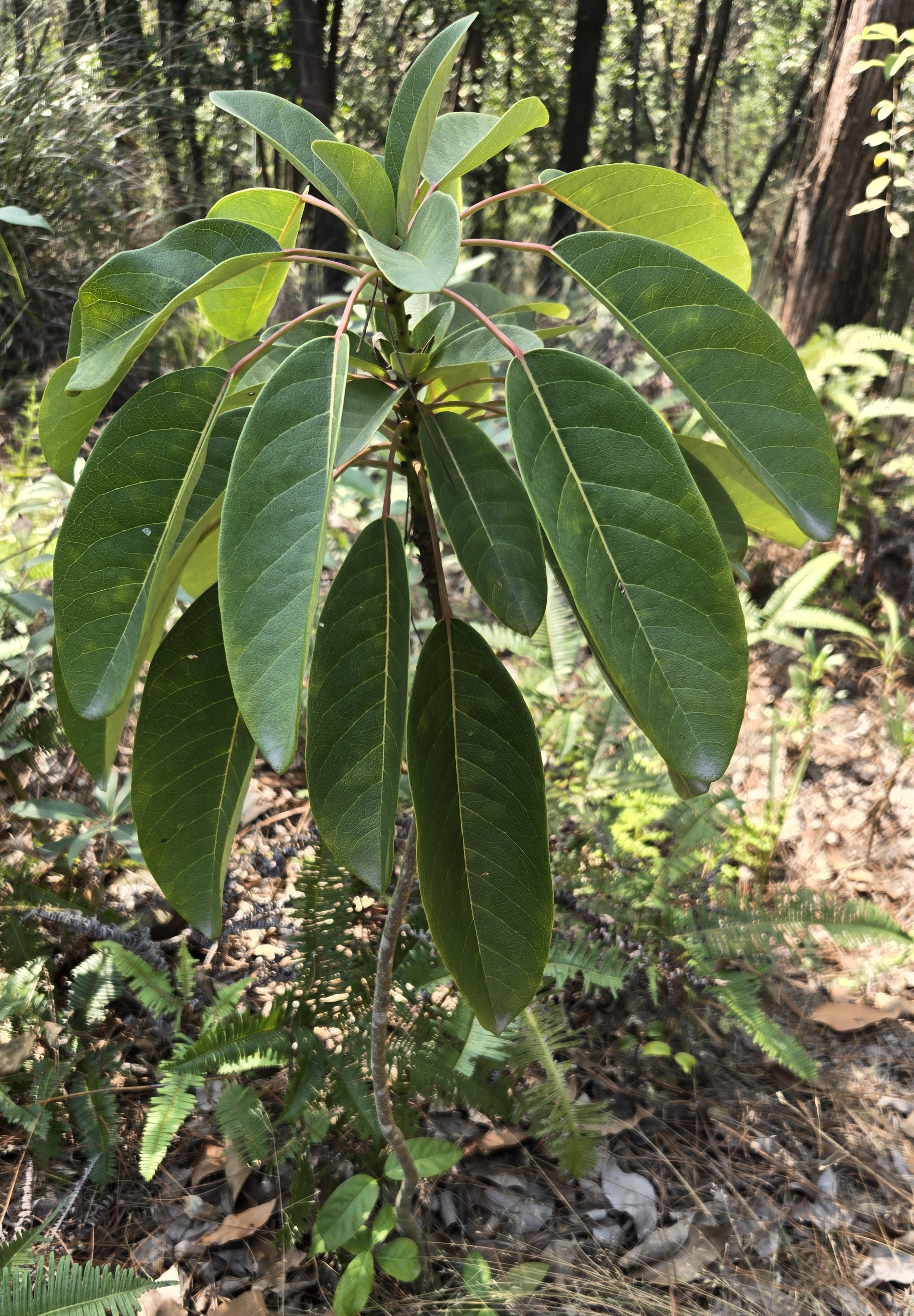 Calyx-shaped Daphniphyllum