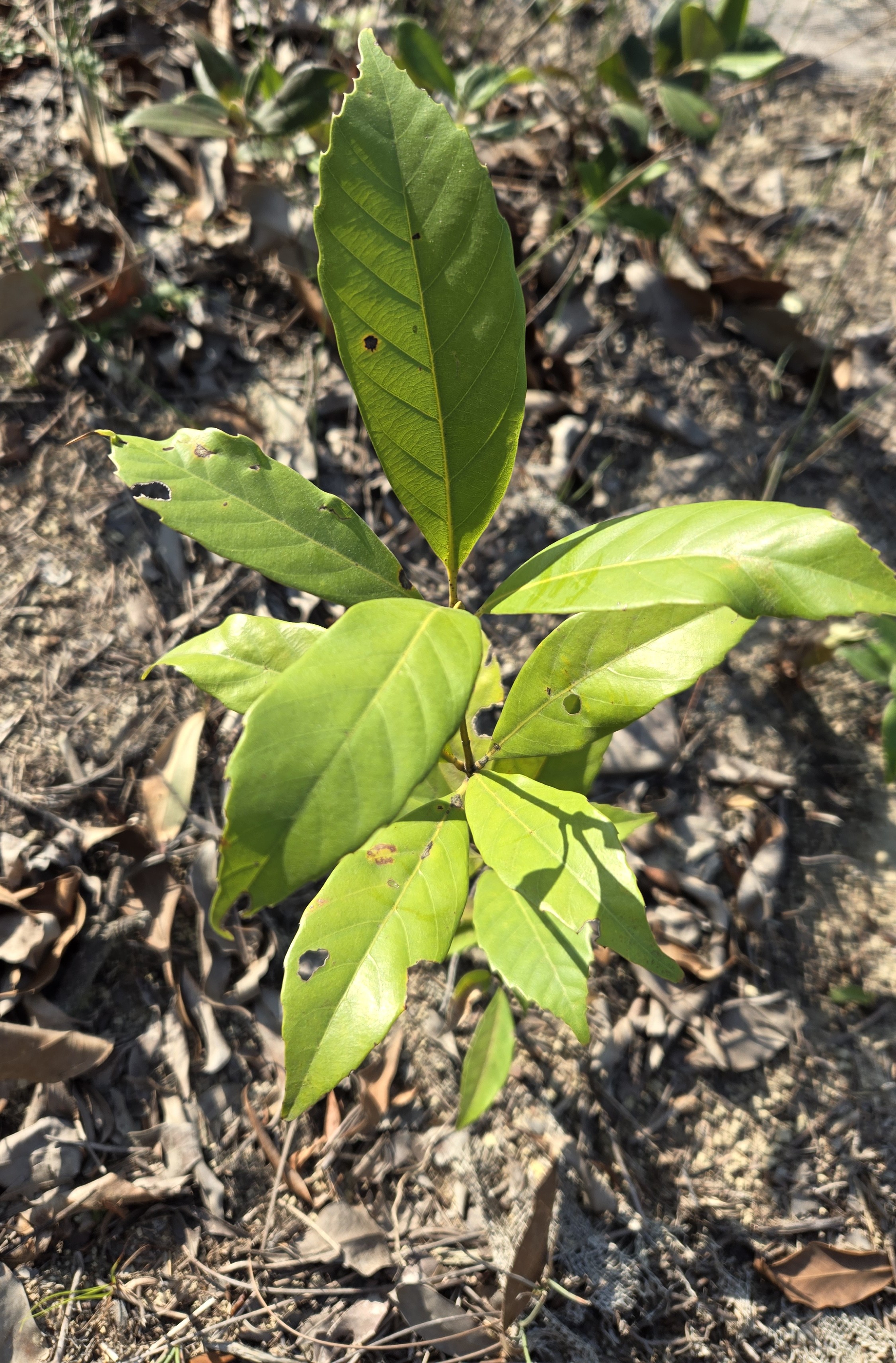 Japanese Blue Oak