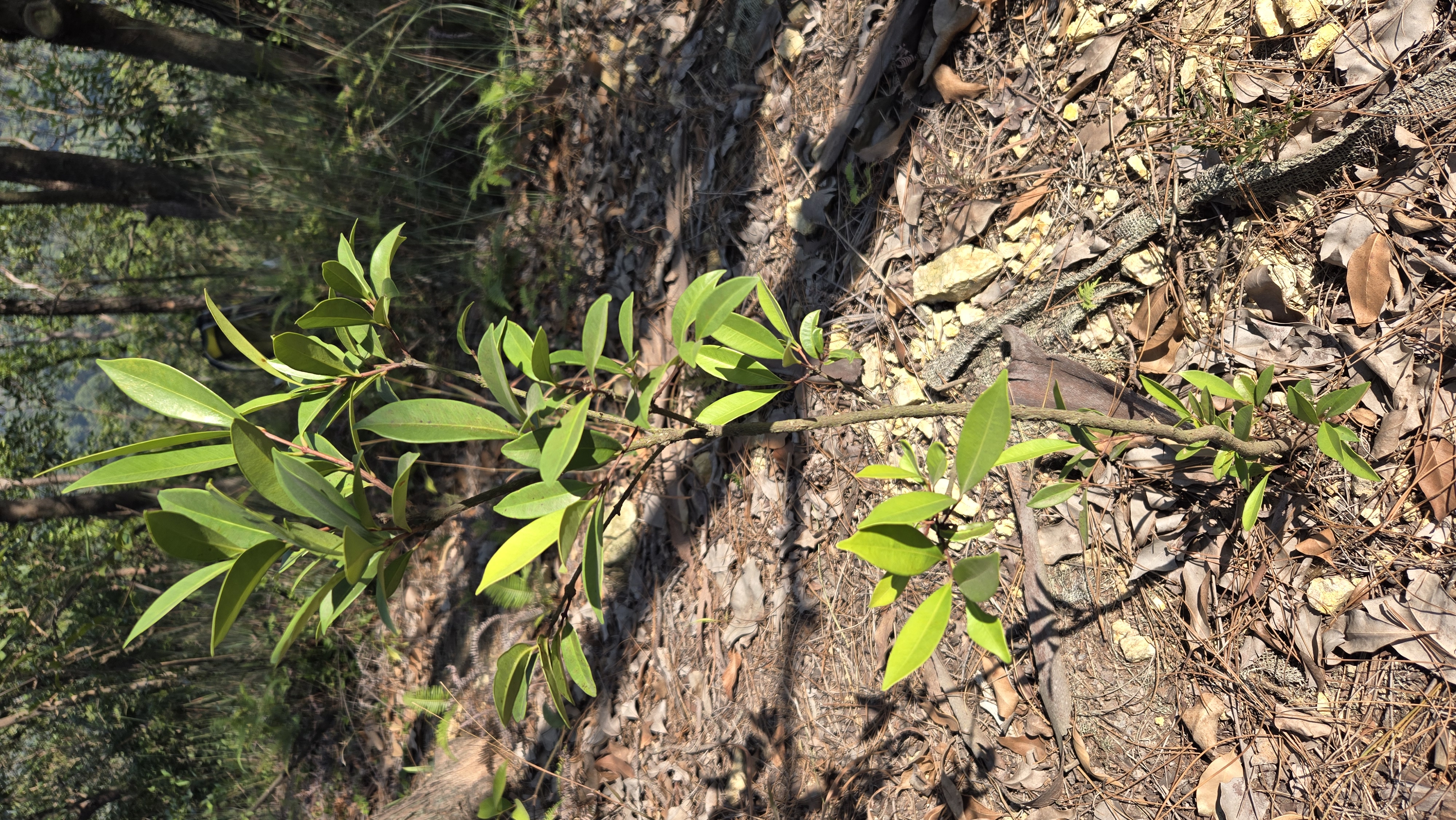 Hance's Syzygium